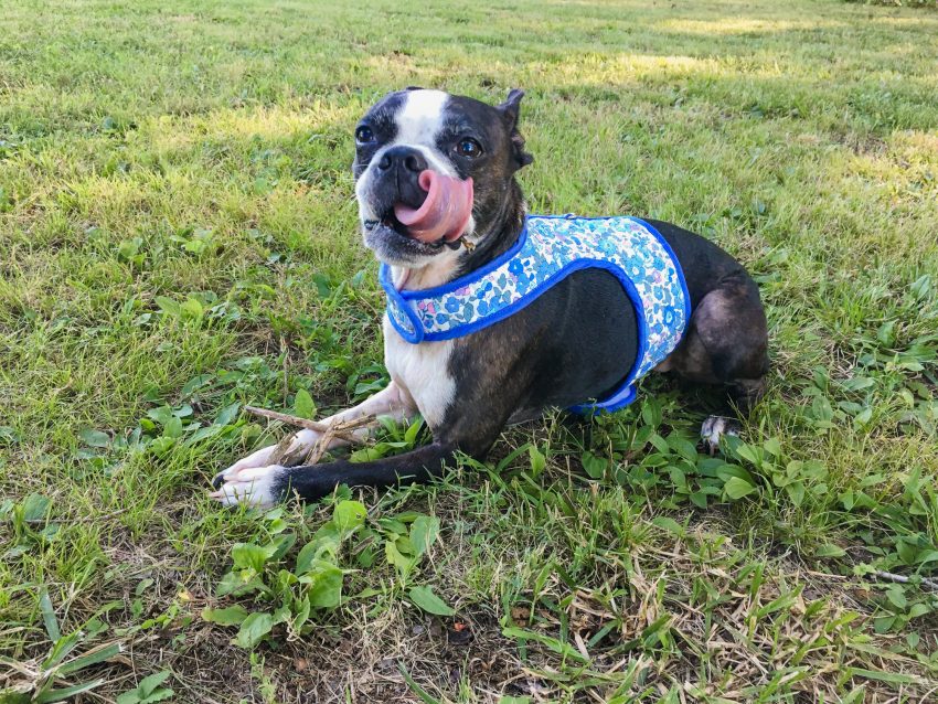 Free DIY Dog harness tutorial