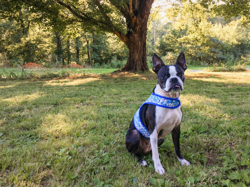 Free DIY Dog harness tutorial