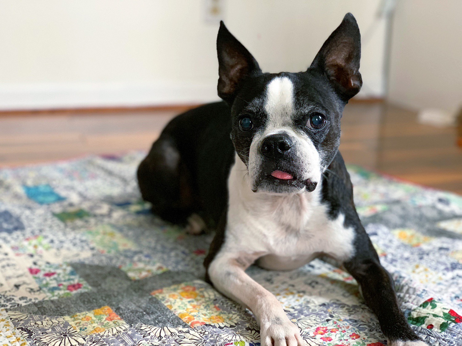 Liberty Shift quilt featuring Olivia Jane the Boston Terrier