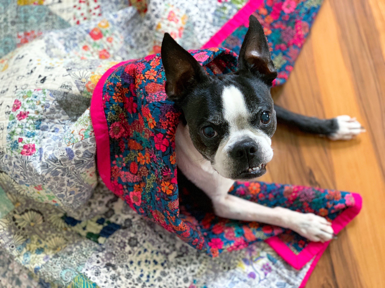 Liberty Shift quilt featuring Olivia Jane the Boston Terrier