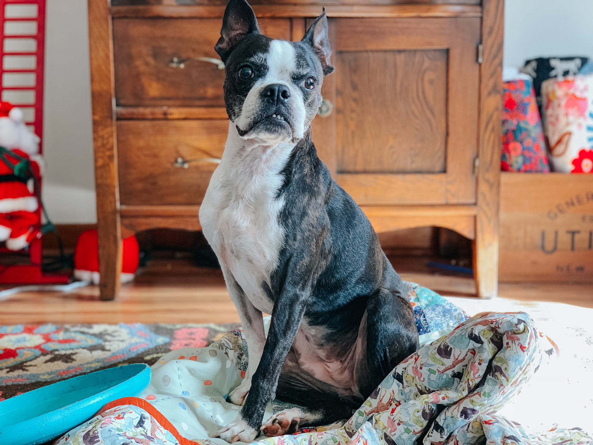 queue for the zoo 16 patch liberty quilt